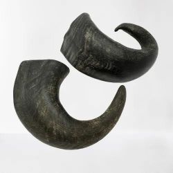 Buffalo Horn Dog Chews